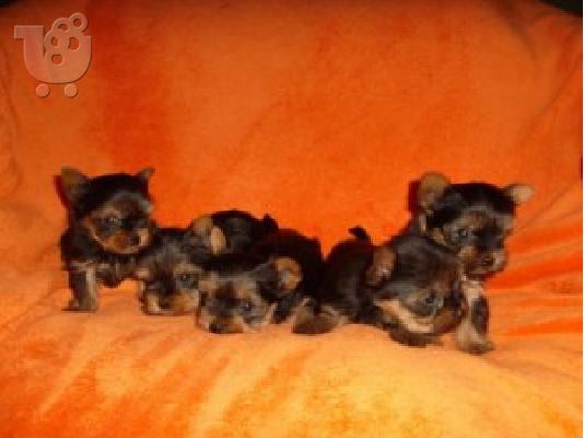 PoulaTo: YORKSHIRE TERRIER